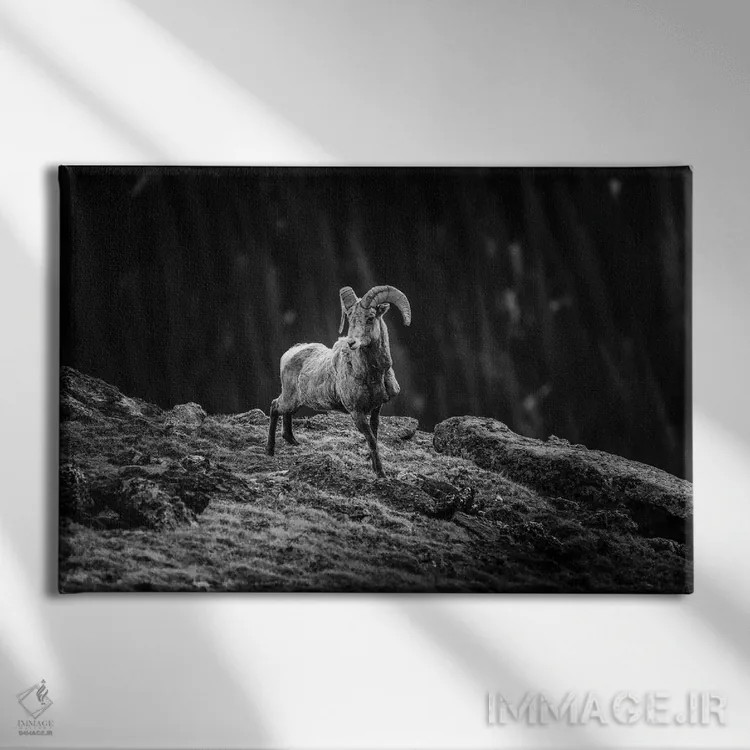 تابلو گوسفند شاخپیچ کوهستان راکی اثر دن اسپرول - نمای روبهرو روی دیوار