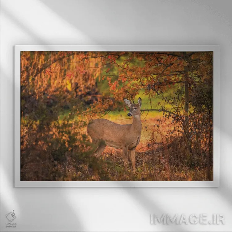 تابلو آهو در پاییز اثر دن اسپرول - نمای قابدار سفید