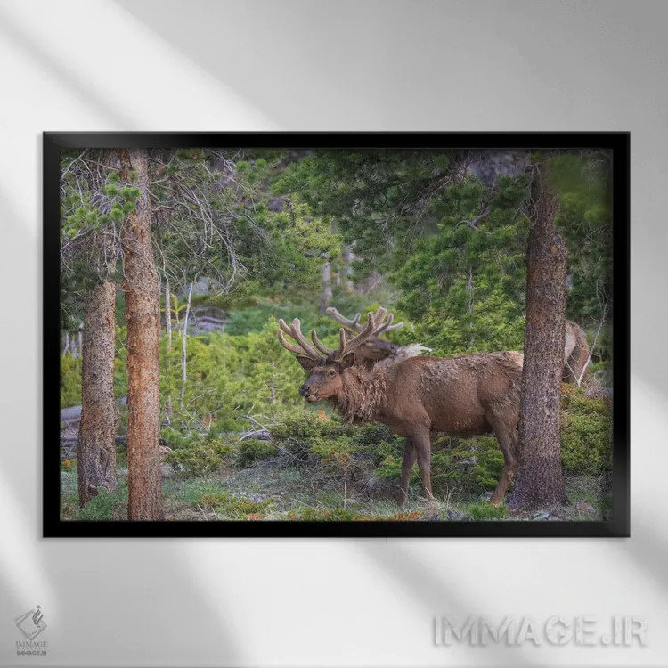 تابلو گوزن کوهستان راکی اثر دن اسپرول - نمای قابدار مشکی