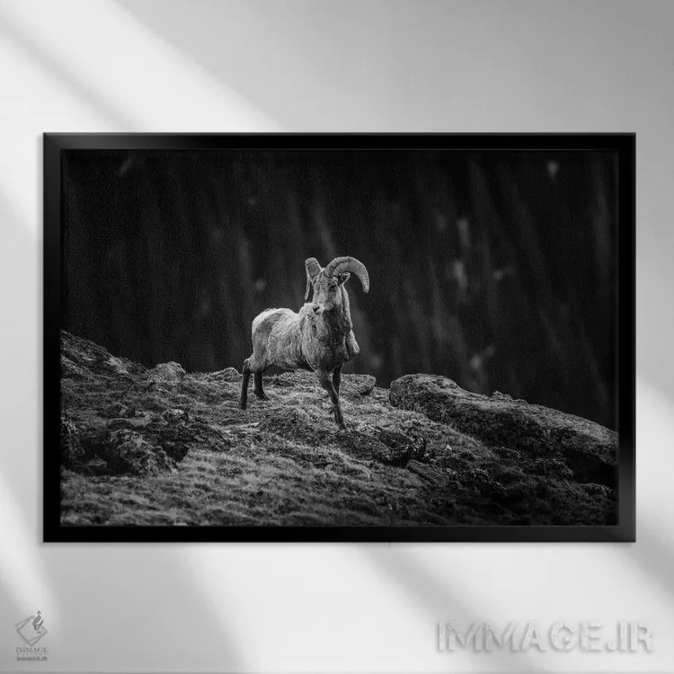 تابلو گوسفند شاخپیچ کوهستان راکی اثر دن اسپرول - نمای قابدار مشکی