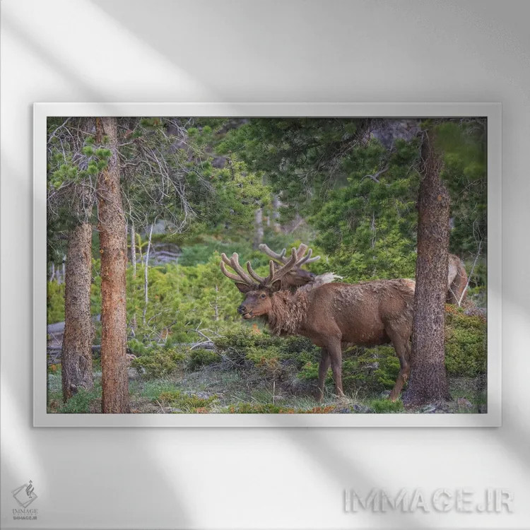 تابلو گوزن کوهستان راکی اثر دن اسپرول - نمای قابدار سفید