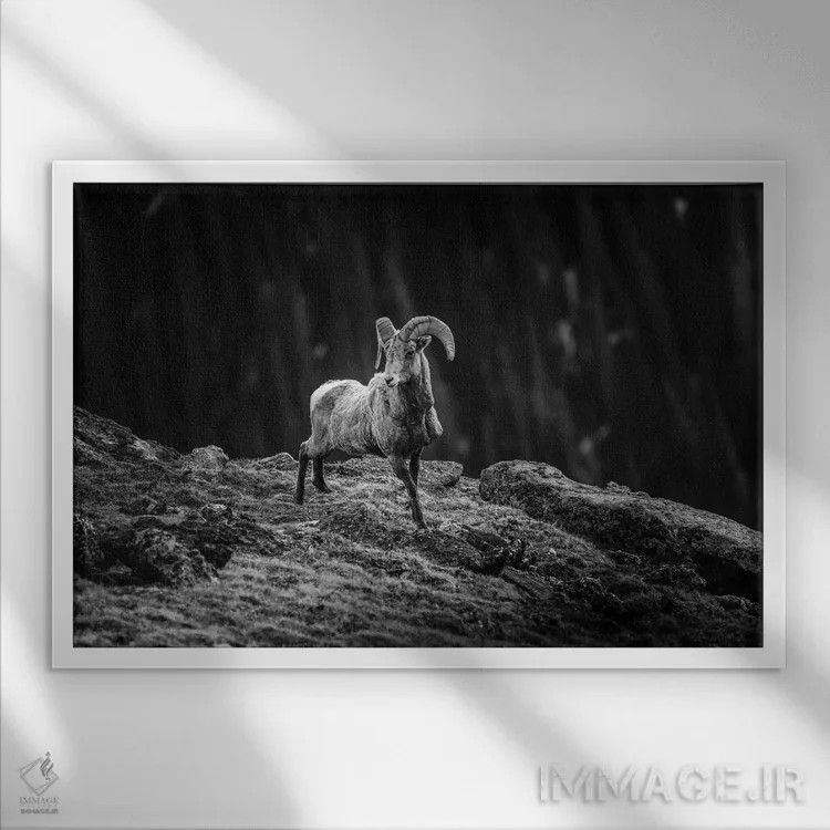 تابلو گوسفند شاخپیچ کوهستان راکی اثر دن اسپرول - نمای قابدار سفید