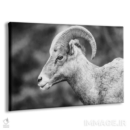 تابلو پرتره قوچ شاخپیچ اثر دن اسپرول - نمای پرسپکتیو محصول