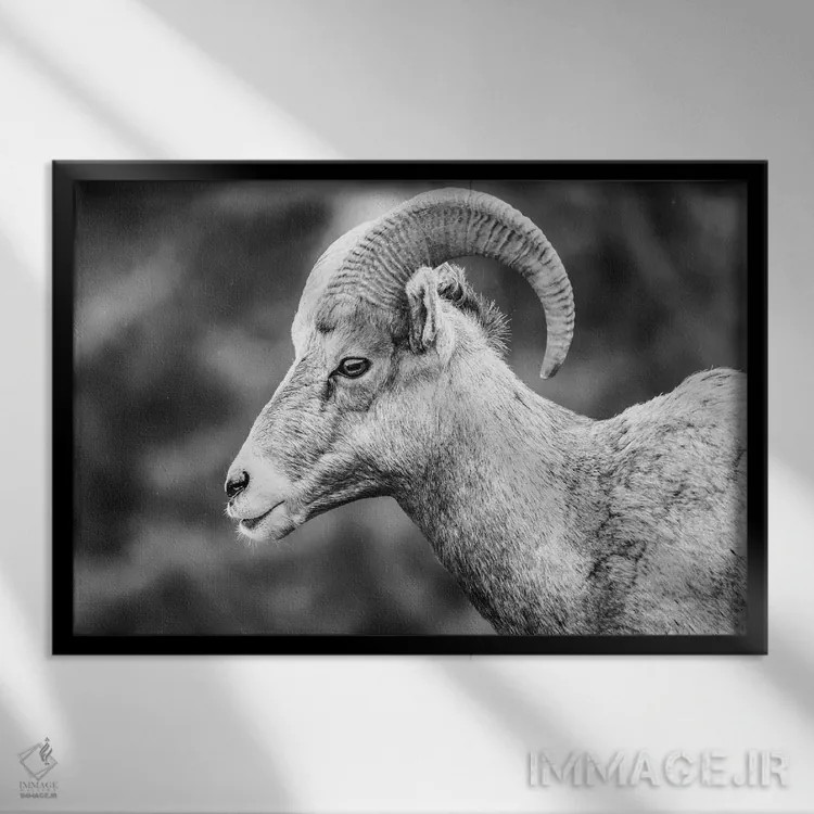 تابلو پرتره قوچ شاخپیچ اثر دن اسپرول - نمای قابدار مشکی