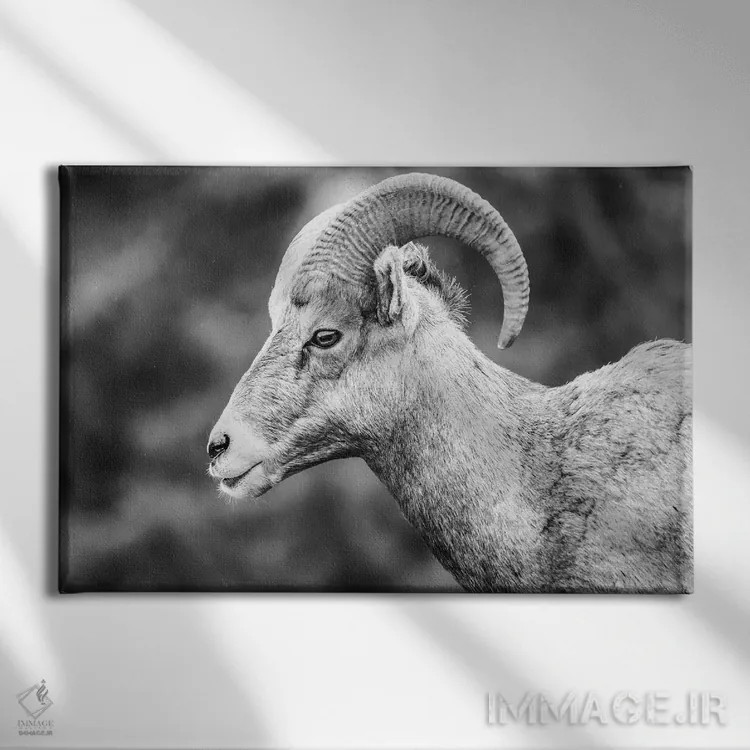 تابلو پرتره قوچ شاخپیچ اثر دن اسپرول - نمای روبهرو روی دیوار