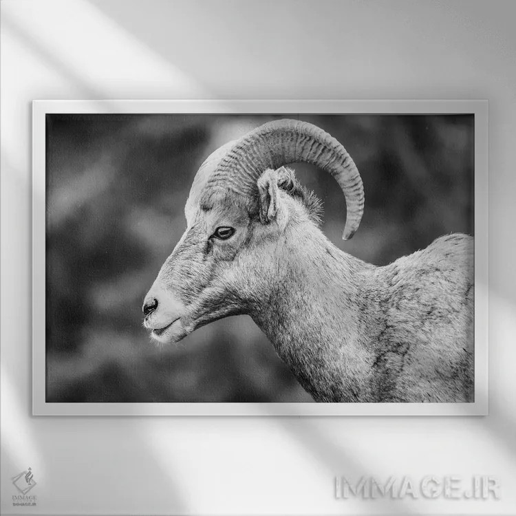 تابلو پرتره قوچ شاخپیچ اثر دن اسپرول - نمای قابدار سفید