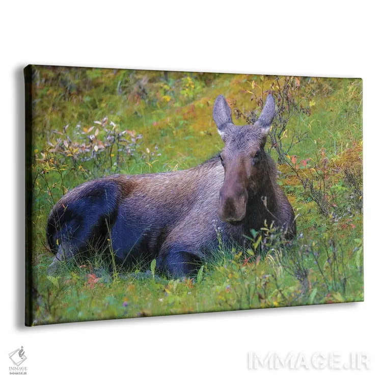 تابلو گوزن در علفزار اثر دن اسپرول - نمای پرسپکتیو محصول