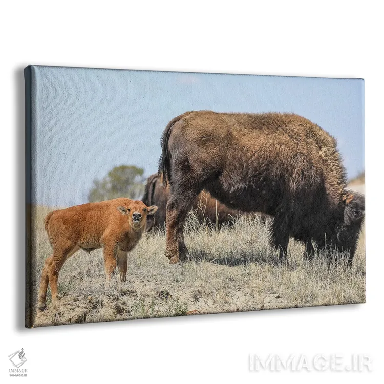 تابلو بیزون کوچک اثر دن اسپرول - نمای پرسپکتیو محصول