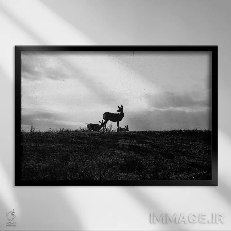 تابلو سیلوئت گوزن (سیاه و سفید) اثر دن اسپرول - نمای قابدار مشکی