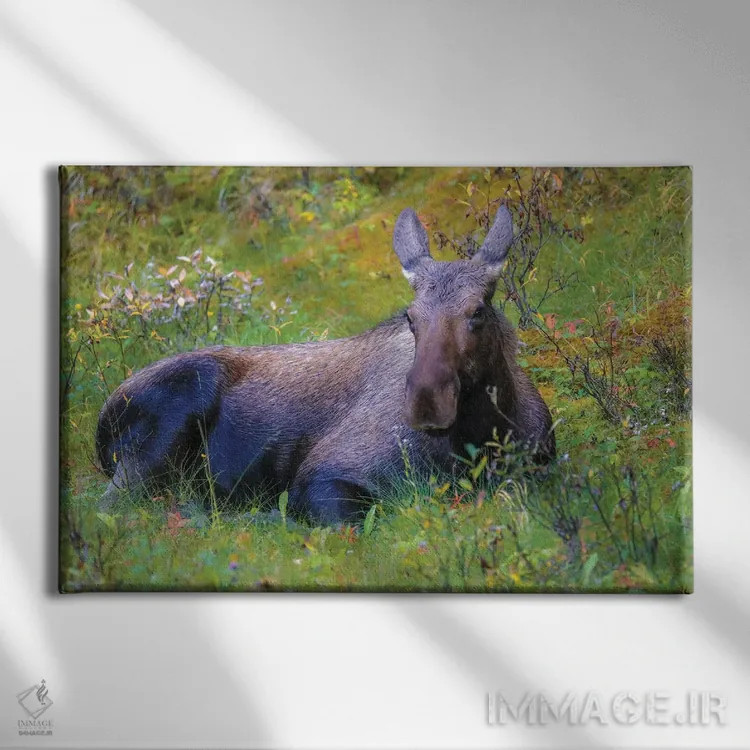 تابلو گوزن در علفزار اثر دن اسپرول - نمای روبهرو روی دیوار