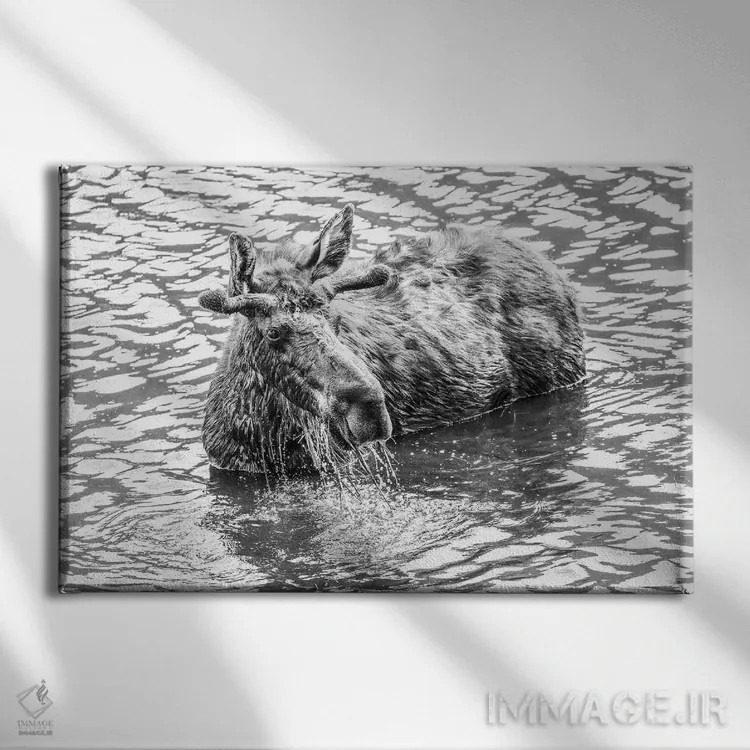 تابلو گوزن در حال پاشیدن آب در دریاچه اثر دن اسپرول - نمای روبهرو روی دیوار