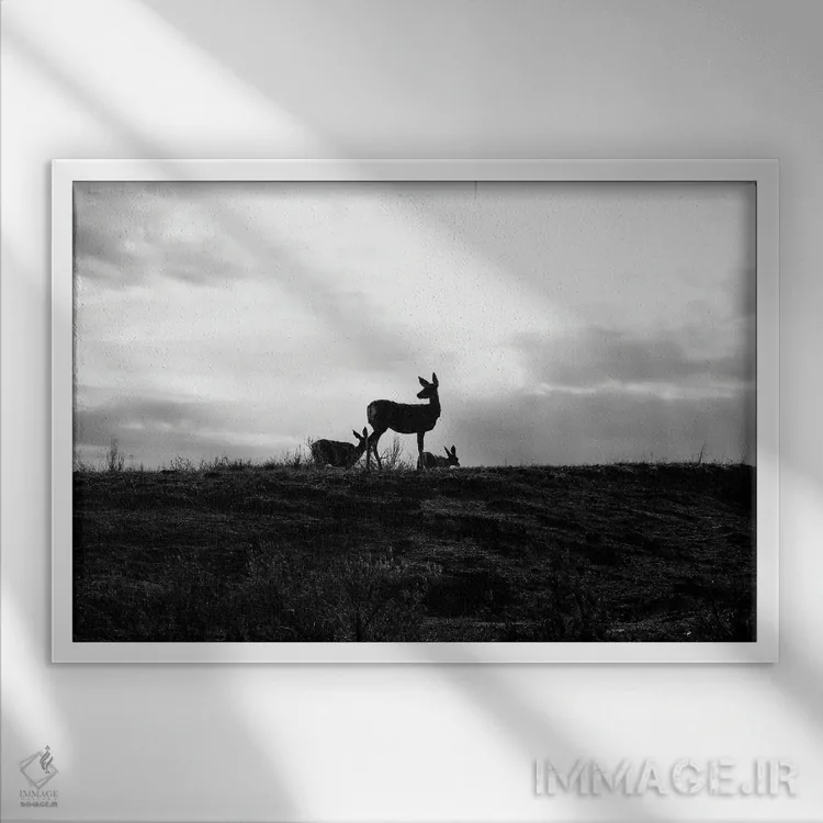 تابلو سیلوئت گوزن (سیاه و سفید) اثر دن اسپرول - نمای قابدار سفید