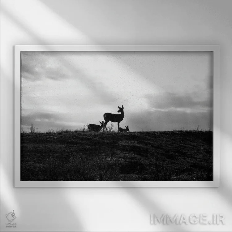 تابلو سیلوئت گوزن (سیاه و سفید) اثر دن اسپرول - نمای قابدار سفید