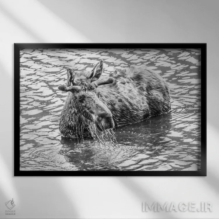 تابلو گوزن در حال پاشیدن آب در دریاچه اثر دن اسپرول - نمای قابدار مشکی