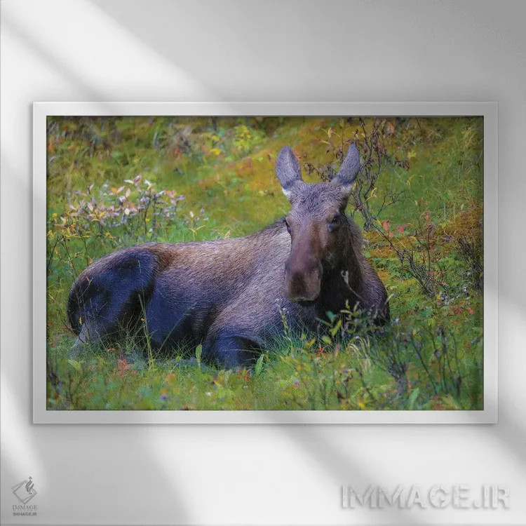 تابلو گوزن در علفزار اثر دن اسپرول - نمای قابدار سفید