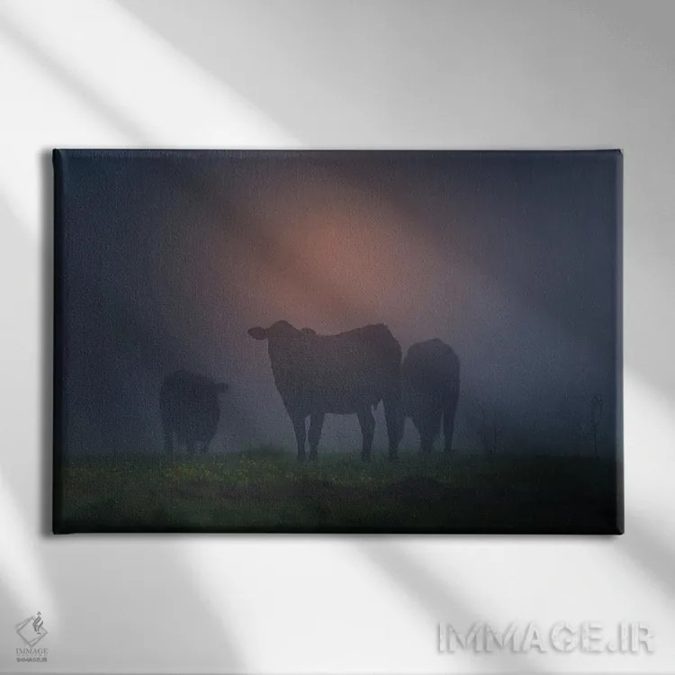 تابلو سیلوئت گاوها اثر دن اسپرول - نمای روبهرو روی دیوار