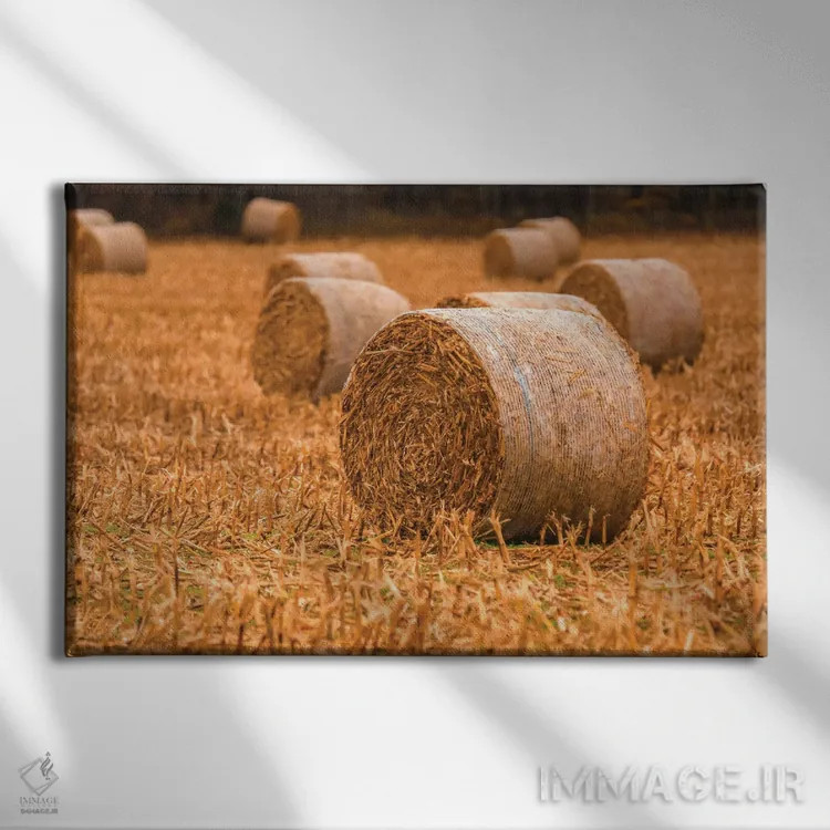 تابلو کاهغلتی روی مزرعه اثر دن اسپرول - نمای روبهرو روی دیوار