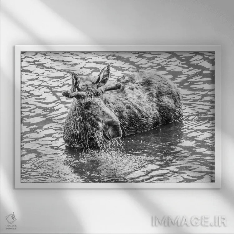 تابلو گوزن در حال پاشیدن آب در دریاچه اثر دن اسپرول - نمای قابدار سفید