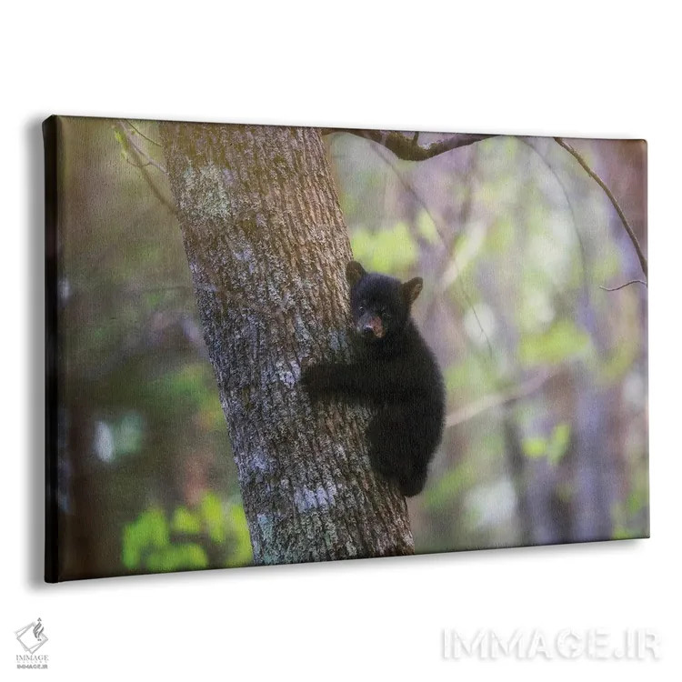 تابلو توله خرس سیاه در کیدز کوو اثر دن اسپرول - نمای پرسپکتیو محصول