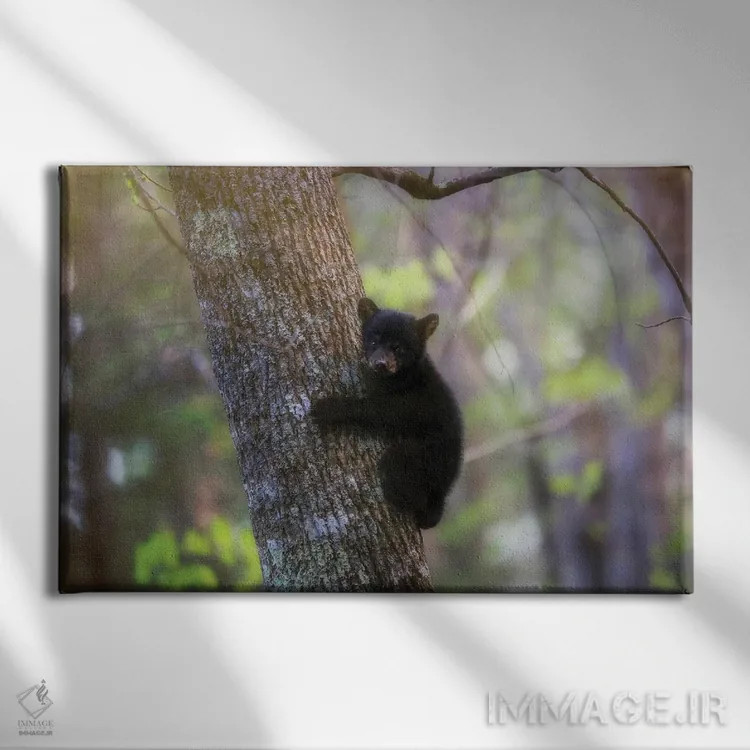 تابلو توله خرس سیاه در کیدز کوو اثر دن اسپرول - نمای روبهرو روی دیوار