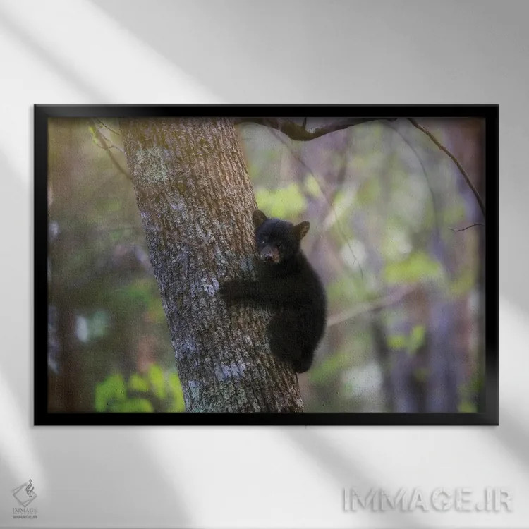 تابلو توله خرس سیاه در کیدز کوو اثر دن اسپرول - نمای قابدار مشکی