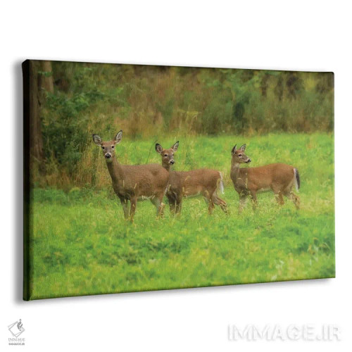 تابلو سه گوزن اثر دن اسپرول - نمای پرسپکتیو محصول