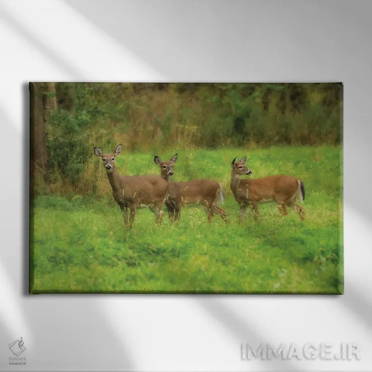 تابلو سه گوزن اثر دن اسپرول - نمای روبهرو روی دیوار