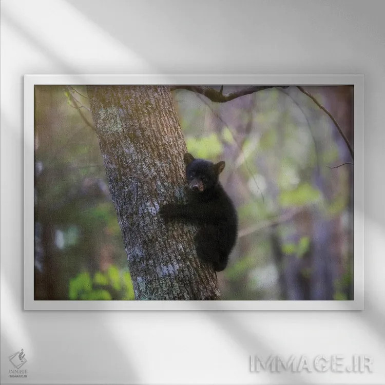 تابلو توله خرس سیاه در کیدز کوو اثر دن اسپرول - نمای قابدار سفید