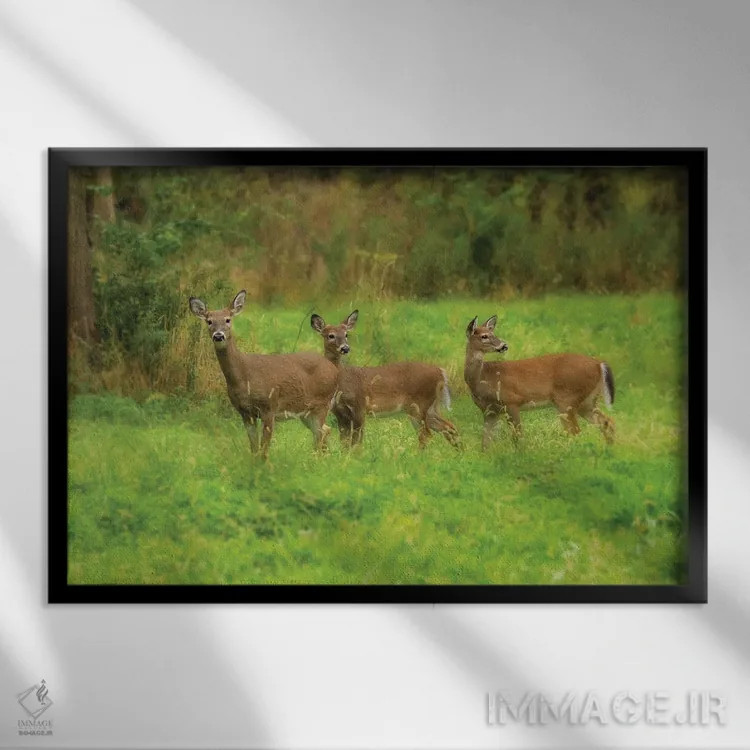 تابلو سه گوزن اثر دن اسپرول - نمای قابدار مشکی