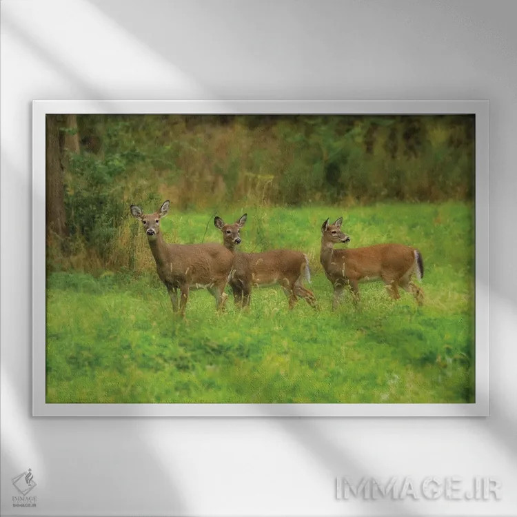 تابلو سه گوزن اثر دن اسپرول - نمای قابدار سفید