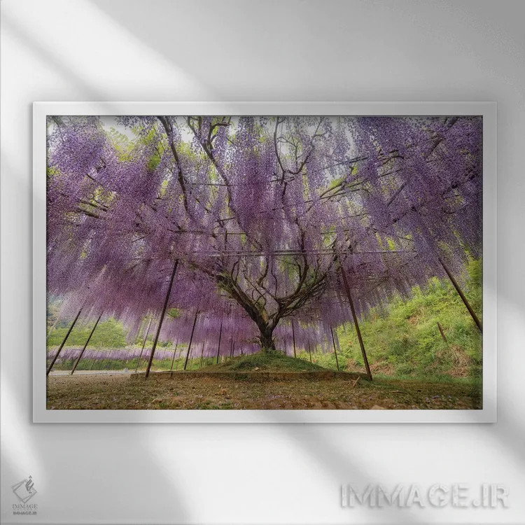 تابلو بهار در ژاپن بیست و دوم اثر دایسوکه اوئهماتسو - نمای قابدار سفید