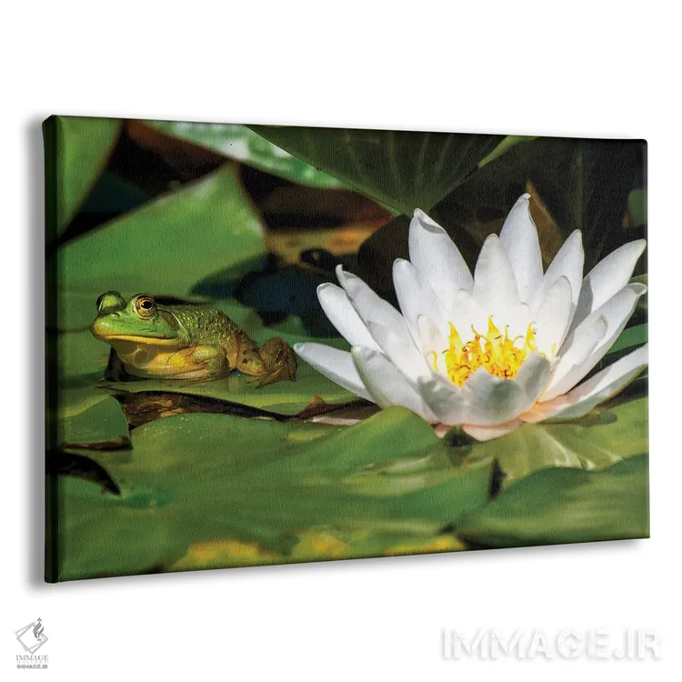 تابلو قورباغه روی برگ اثر دیوید گارباورر - نمای پرسپکتیو محصول