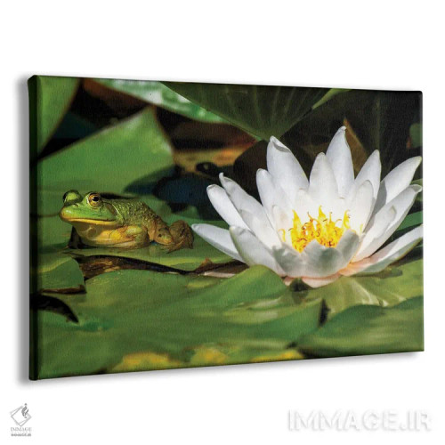 تابلو قورباغه روی برگ اثر دیوید گارباورر - نمای پرسپکتیو محصول