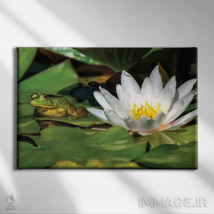 تابلو قورباغه روی برگ اثر دیوید گارباورر - نمای روبهرو روی دیوار