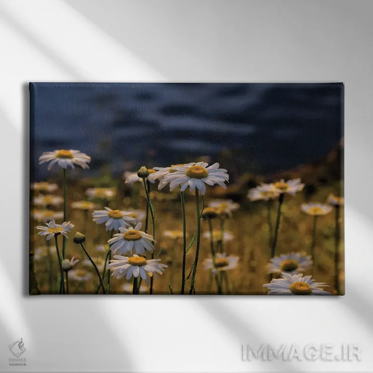 تابلو روز بابونه اثر دیوید گارباورر - نمای روبهرو روی دیوار
