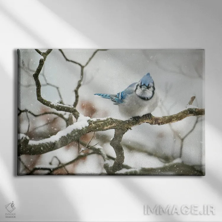 تابلو جِیِ سرد (نوعی پرنده) اثر دیوید گارباورر - نمای روبهرو روی دیوار