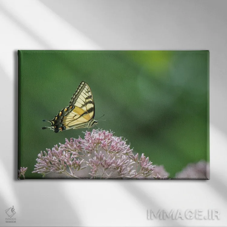 تابلو ظرافت اثر دیوید گارباورر - نمای روبهرو روی دیوار