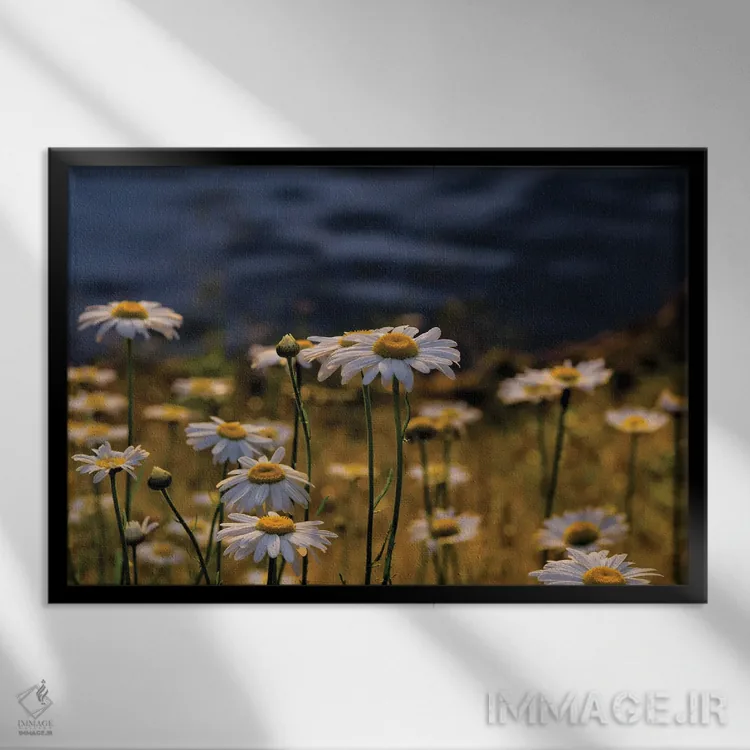 تابلو روز بابونه اثر دیوید گارباورر - نمای قابدار مشکی