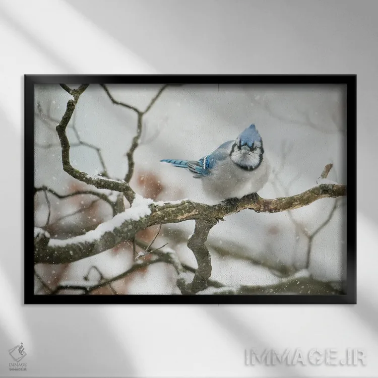 تابلو جِیِ سرد (نوعی پرنده) اثر دیوید گارباورر - نمای قابدار مشکی