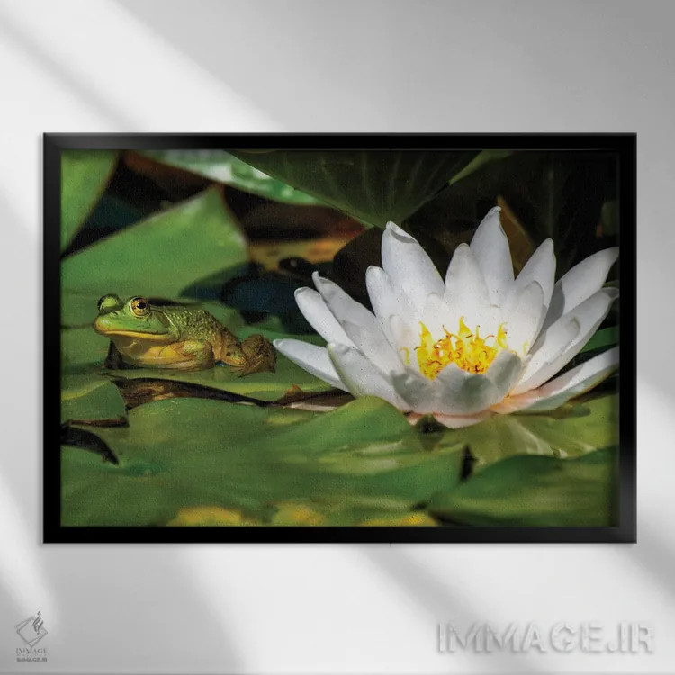 تابلو قورباغه روی برگ اثر دیوید گارباورر - نمای قابدار مشکی