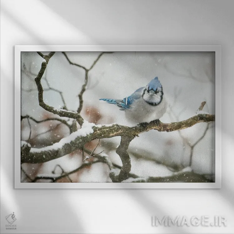 تابلو جِیِ سرد (نوعی پرنده) اثر دیوید گارباورر - نمای قابدار سفید