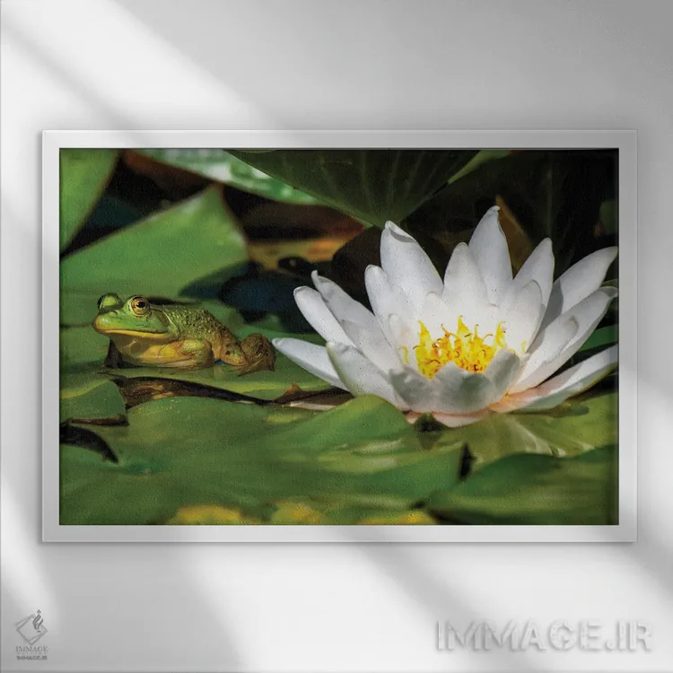 تابلو قورباغه روی برگ اثر دیوید گارباورر - نمای قابدار سفید