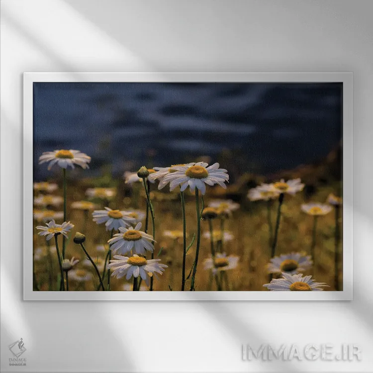 تابلو روز بابونه اثر دیوید گارباورر - نمای قابدار سفید