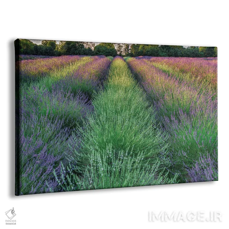 تابلو مزرعه اسطوخودوس اثر دیوید گارباورر - نمای پرسپکتیو محصول