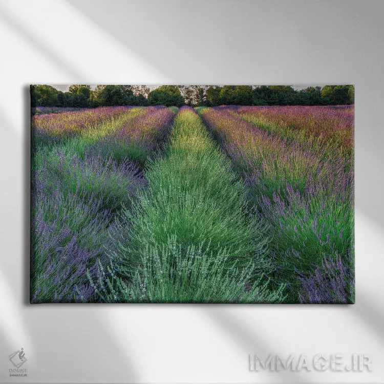 تابلو مزرعه اسطوخودوس اثر دیوید گارباورر - نمای روبهرو روی دیوار