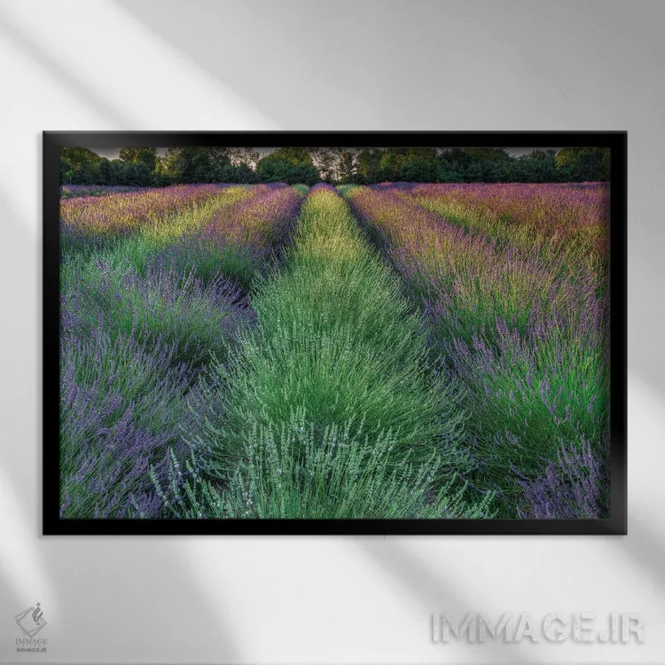 تابلو مزرعه اسطوخودوس اثر دیوید گارباورر - نمای قابدار مشکی