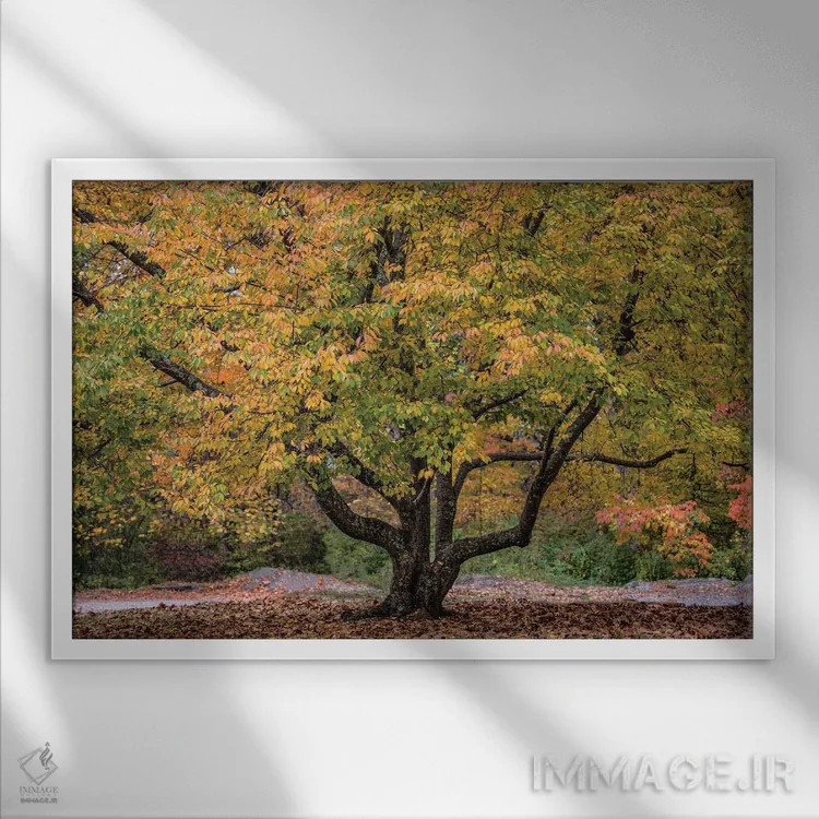 تابلو پرشاخ و برگ اثر دیوید گارباورر - نمای قابدار سفید