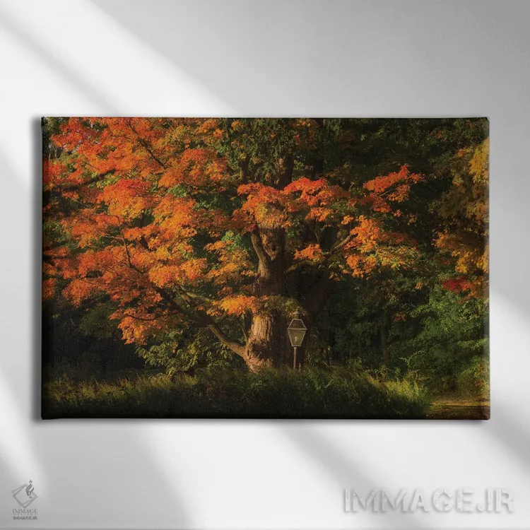 تابلو بلوط کهنسال اثر دیوید گارباورر - نمای روبهرو روی دیوار