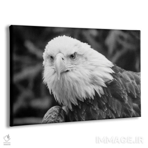 تابلو عقاب مشتاق اثر دیوید گارباورر - نمای پرسپکتیو محصول