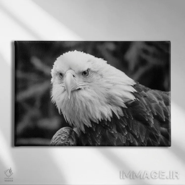 تابلو عقاب مشتاق اثر دیوید گارباورر - نمای روبهرو روی دیوار